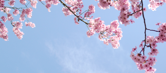 節氣永續：跟著自然生活，讓永續從日常開始