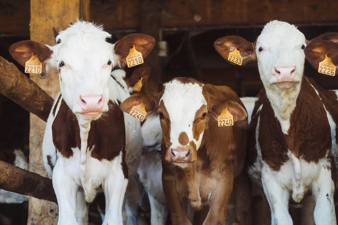 如何開始vegan？生活中可以選擇純植的事