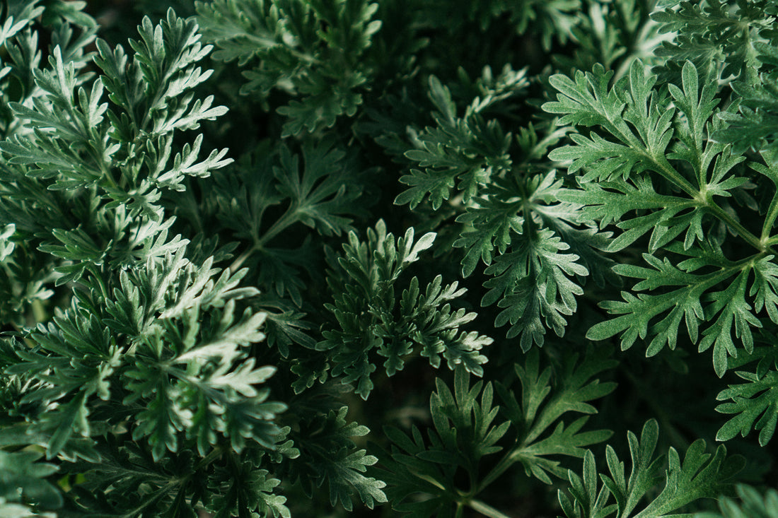 艾草為什麼能抑菌？從揮發性成分到清潔配方，科學角度完整解析