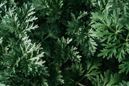 艾草為什麼能抑菌？從揮發性成分到清潔配方，科學角度完整解析
